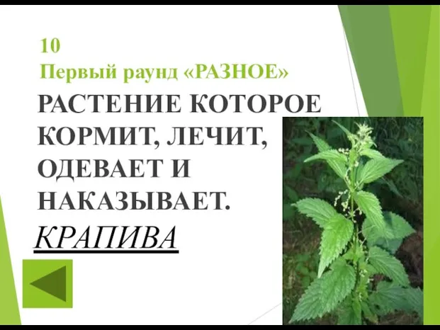 10 Первый раунд «РАЗНОЕ» РАСТЕНИЕ КОТОРОЕ КОРМИТ, ЛЕЧИТ, ОДЕВАЕТ И НАКАЗЫВАЕТ. КРАПИВА