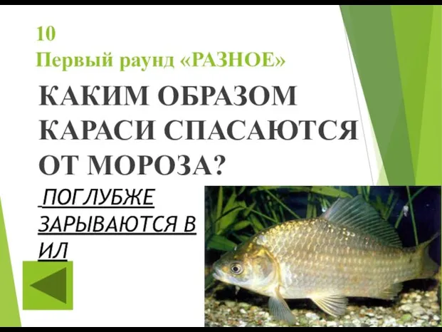 10 Первый раунд «РАЗНОЕ» КАКИМ ОБРАЗОМ КАРАСИ СПАСАЮТСЯ ОТ МОРОЗА? ПОГЛУБЖЕ ЗАРЫВАЮТСЯ В ИЛ