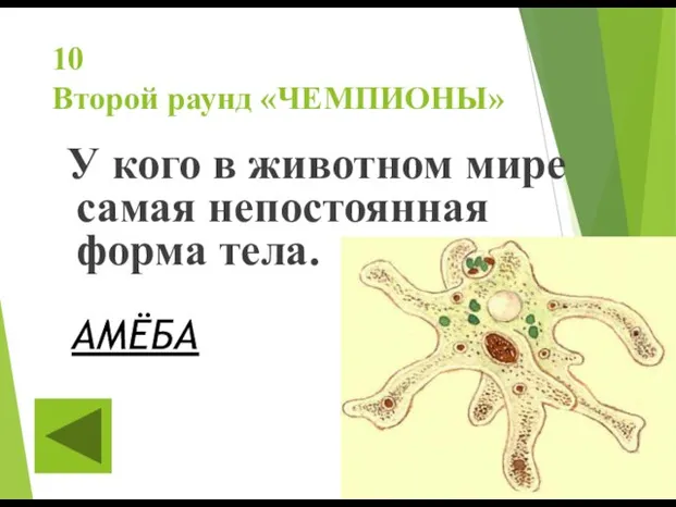 10 Второй раунд «ЧЕМПИОНЫ» У кого в животном мире самая непостоянная форма тела. АМЁБА