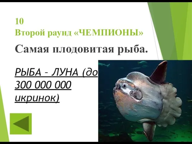 10 Второй раунд «ЧЕМПИОНЫ» Самая плодовитая рыба. РЫБА – ЛУНА (до 300 000 000 икринок)