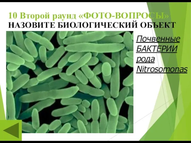 10 Второй раунд «ФОТО-ВОПРОСЫ» НАЗОВИТЕ БИОЛОГИЧЕСКИЙ ОБЪЕКТ Почвенные БАКТЕРИИ рода Nitrosomonas