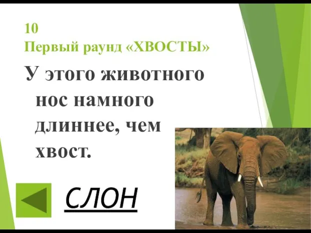 10 Первый раунд «ХВОСТЫ» У этого животного нос намного длиннее, чем хвост. СЛОН