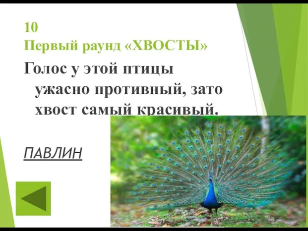 10 Первый раунд «ХВОСТЫ» Голос у этой птицы ужасно противный, зато хвост самый красивый. ПАВЛИН