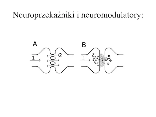 Neuroprzekaźniki i neuromodulatory: