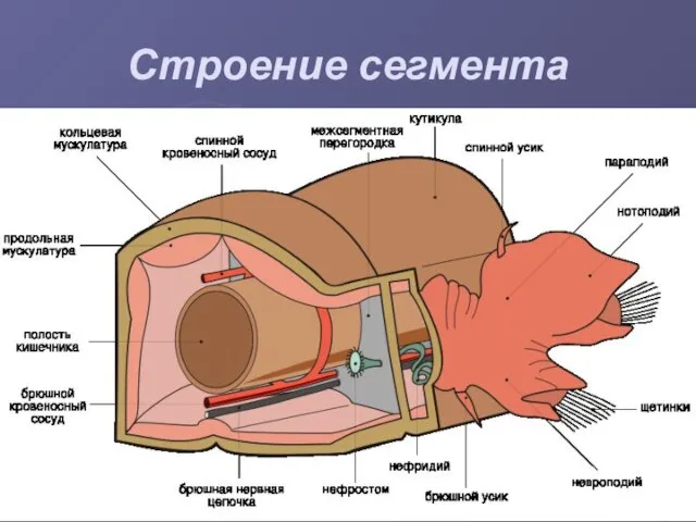 Строение сегмента