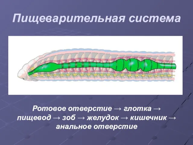 Пищеварительная система Ротовое отверстие → глотка → пищевод → зоб →