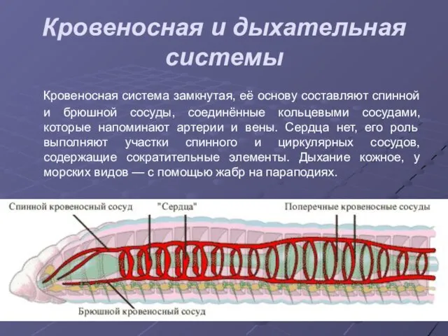 Кровеносная и дыхательная системы Кровеносная система замкнутая, её основу составляют спинной