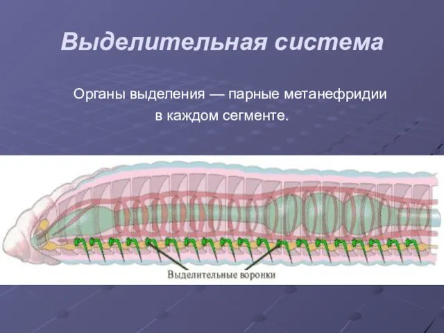 Выделительная система Органы выделения — парные метанефридии в каждом сегменте.