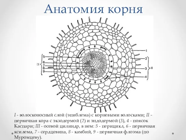 Анатомия корня I - волосконосный слой (эпиблема) с корневыми волосками; II