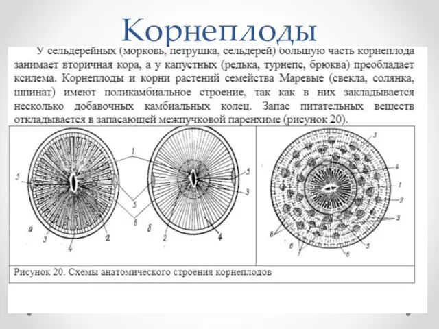 Корнеплоды