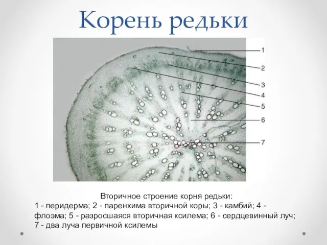 Корень редьки Вторичное строение корня редьки: 1 - перидерма; 2 -