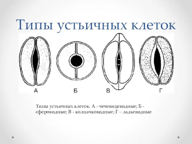 Типы устьичных клеток Типы устьичных клеток. А - чечевицевидные; Б -