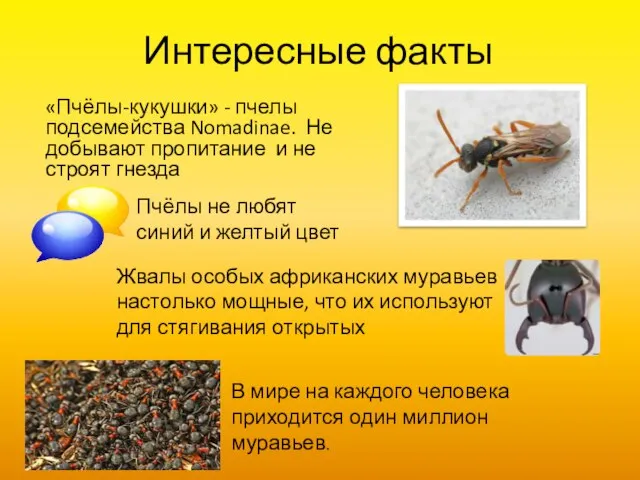 Интересные факты «Пчёлы-кукушки» - пчелы подсемейства Nomadinae. Не добывают пропитание и