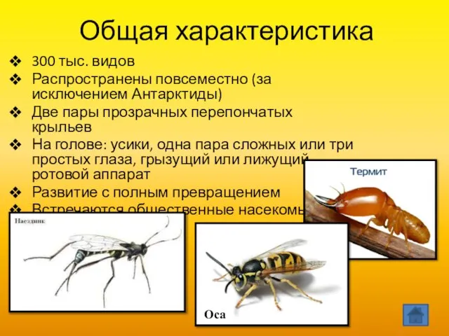 Общая характеристика 300 тыс. видов Распространены повсеместно (за исключением Антарктиды) Две