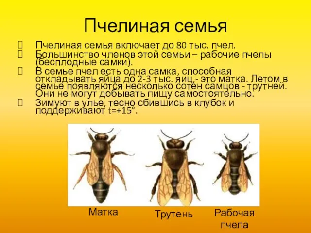 Пчелиная семья Пчелиная семья включает до 80 тыс. пчел. Большинство членов