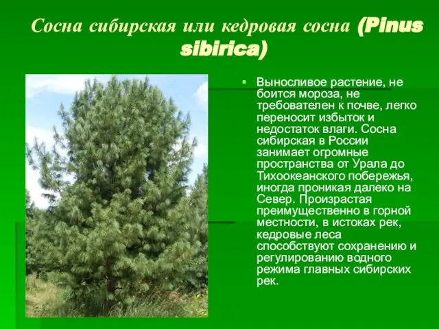 Сосна сибирская или кедровая сосна (Pinus sibirica) Выносливое растение, не боится