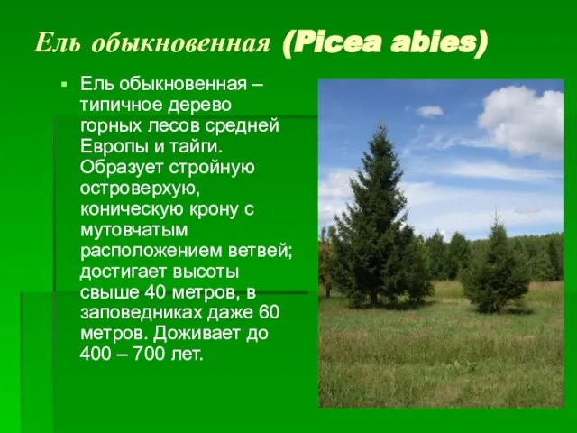 Ель обыкновенная (Picea abies) Ель обыкновенная – типичное дерево горных лесов