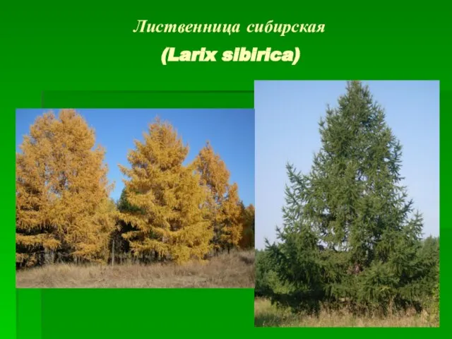 Лиственница сибирская (Larix sibirica)