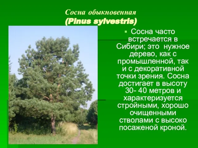 Сосна обыкновенная (Pinus sylvestris) Сосна часто встречается в Сибири; это нужное