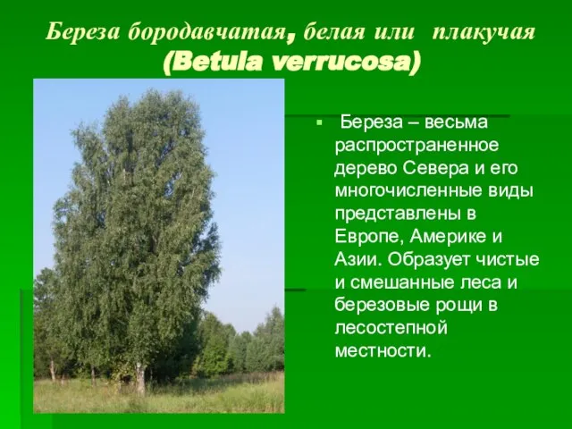 Береза бородавчатая, белая или плакучая (Betula verrucosa) Береза – весьма распространенное
