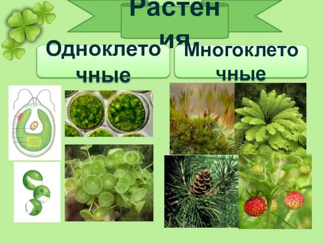 Растения Одноклеточные Многоклеточные