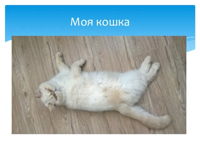 Моя кошка