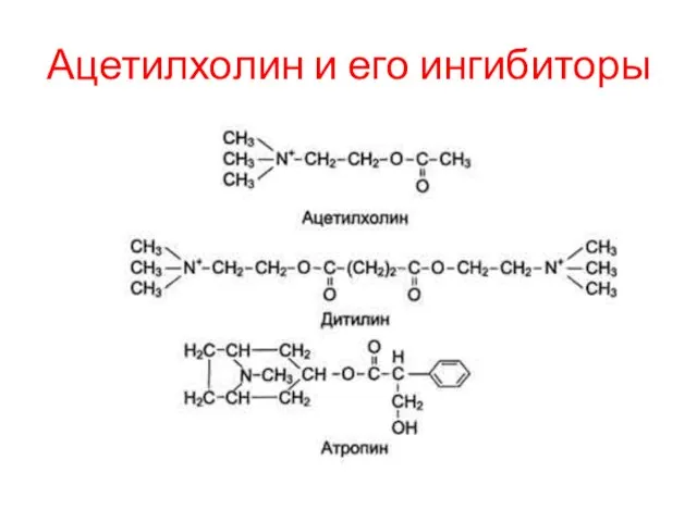 Ацетилхолин и его ингибиторы