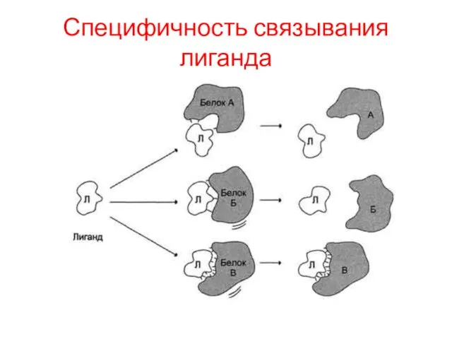 Специфичность связывания лиганда