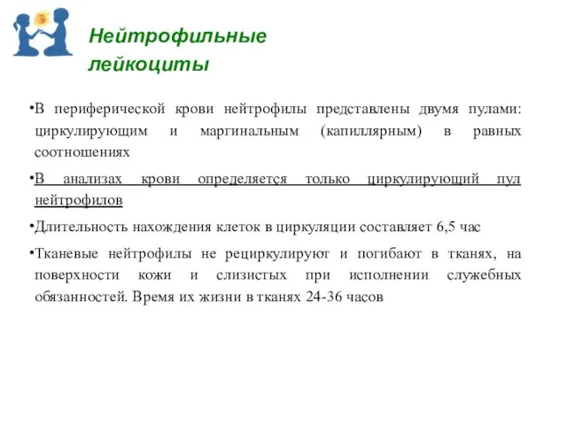 В периферической крови нейтрофилы представлены двумя пулами: циркулирующим и маргинальным (капиллярным)