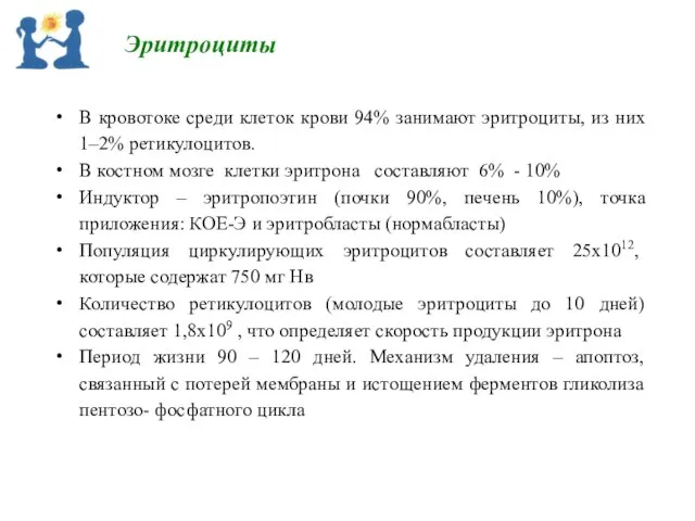 В кровотоке среди клеток крови 94% занимают эритроциты, из них 1–2%