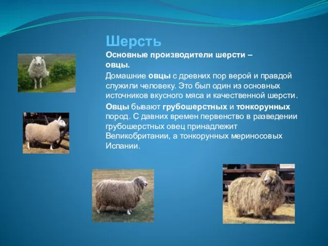 Шерсть Основные производители шерсти – овцы. Домашние овцы с древних пор