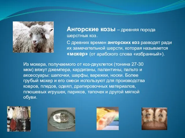Ангорские козы – древняя порода шерстных коз. С древних времен ангорских