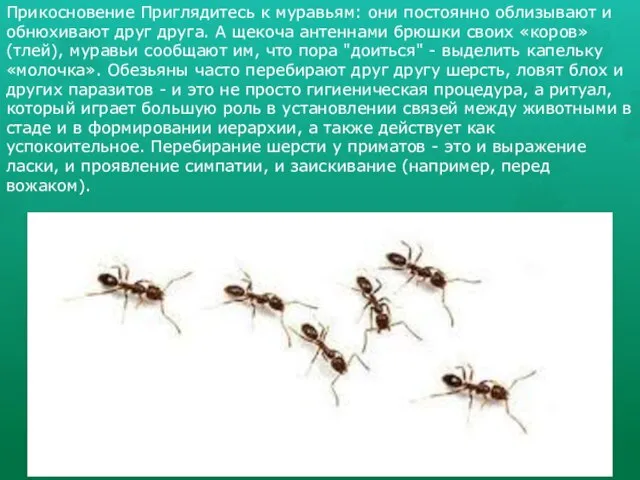 Прикосновение Приглядитесь к муравьям: они постоянно облизывают и обнюхивают друг друга.