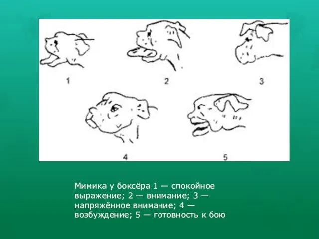Мимика у боксёра 1 — спокойное выражение; 2 — внимание; 3