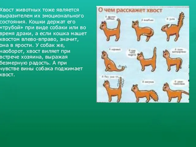 Хвост животных тоже является выразителем их эмоционального состояния. Кошки держат его