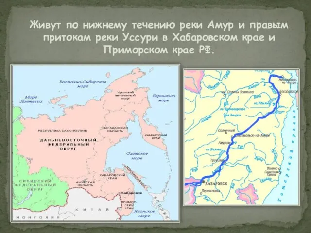 Живут по нижнему течению реки Амур и правым притокам реки Уссури