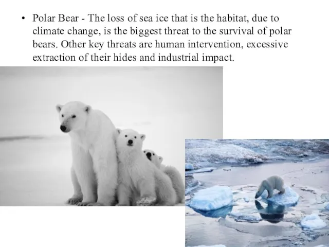 Polar Bear - The loss of sea ice that is the