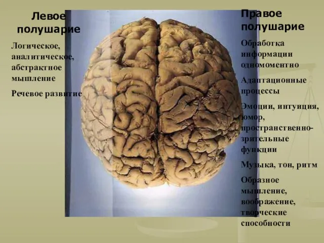 Левое полушарие Логическое, аналитическое, абстрактное мышление Речевое развитие Правое полушарие Обработка