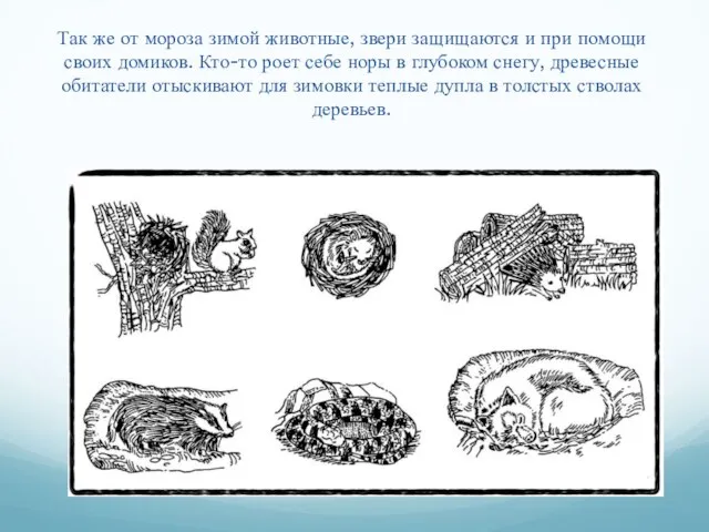 Так же от мороза зимой животные, звери защищаются и при помощи