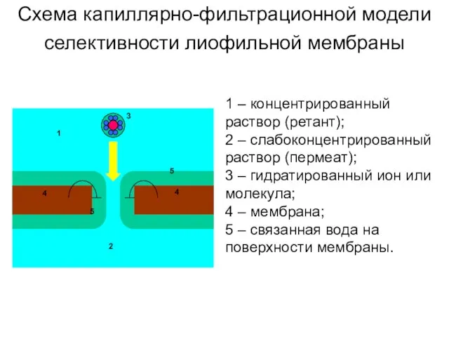 Схема капиллярно-фильтрационной модели селективности лиофильной мембраны 1 – концентрированный раствор (ретант);