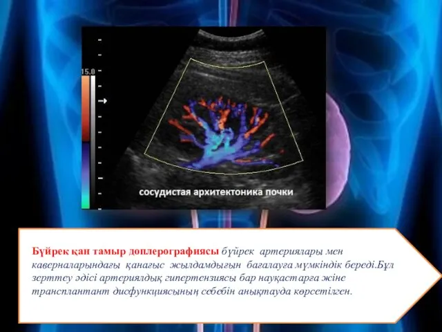 Бүйрек қан тамыр доплерографиясы бүйрек артериялары мен каверналарындағы қанағыс жылдамдығын бағалауға
