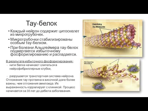 Тау-белок Каждый нейрон содержит цитоскелет из микротрубочек. Микротрубочки стабилизированы особым тау-белком.