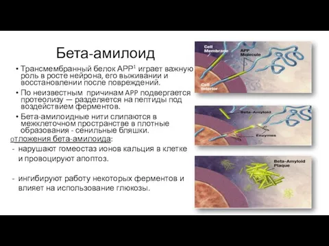 Бета-амилоид Трансмембранный белок АРР1 играет важную роль в росте нейрона, его