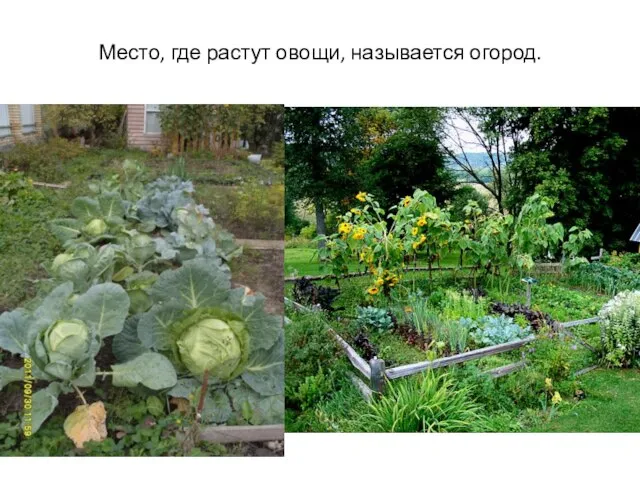 Место, где растут овощи, называется огород.