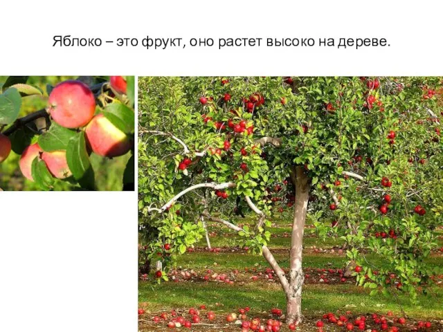 Яблоко – это фрукт, оно растет высоко на дереве.