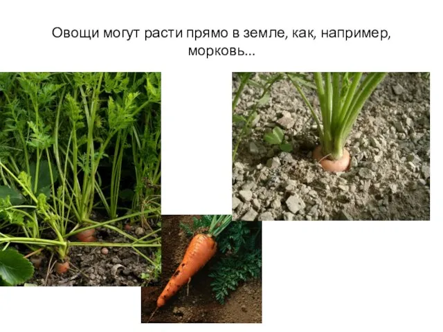 Овощи могут расти прямо в земле, как, например, морковь...