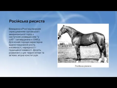 Російська рисиста Виведена в Росії відтворним схрещуванням орловської і американської порід