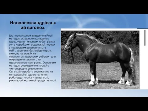 Новоолександрівський ваговоз. Цю породу коней виведено в Росії методом складного відтворного