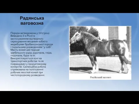 Радянська ваговозна Порода затверджена у 1952 році. Виведено її в Росії