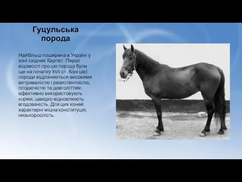 Гуцульська порода Найбільш поширена в Україні у зоні східних Карпат. Перші